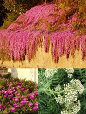 N. 3 Vasi da  Cm. 13 con