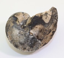 Nautilus, Cosmonautilus