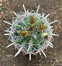 FEROCACTUS HORRIDUS - CACTUS -
