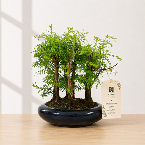 Bonsai metasequoia - metasequoia, –
