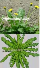 900 semi tarassaco  Più 1000 Semi Cicoria Selvatica Di Campo Semi Italiani