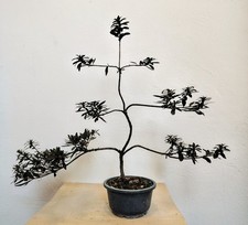Azalea Satsuki varietà