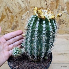 Parodia asopayana - Cactus