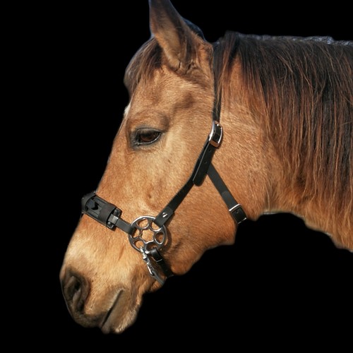 Nuovo hackamore testata - nuovo!,