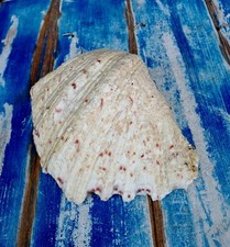 Conchiglia Tridacna Bivalvo