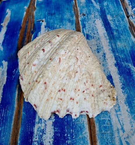 Conchiglia tridacna bivalvo - conchiglia,
