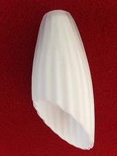 Paralume G4 vetro di ricambio