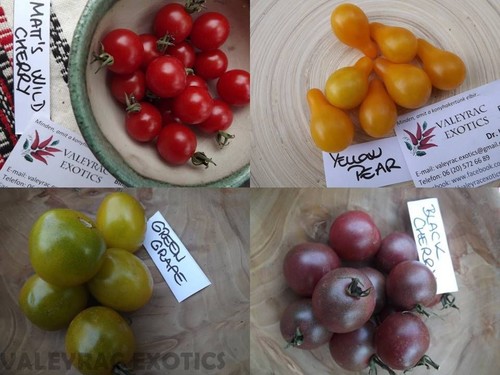 Pacchetto pomodori - pacchetto, di