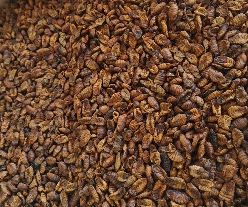 Bachi seta essiccati 1 5 - essiccati, 1,5