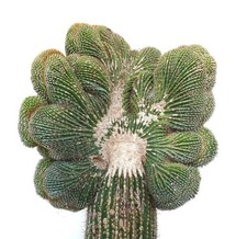 Super Giant Carnegia polylopha