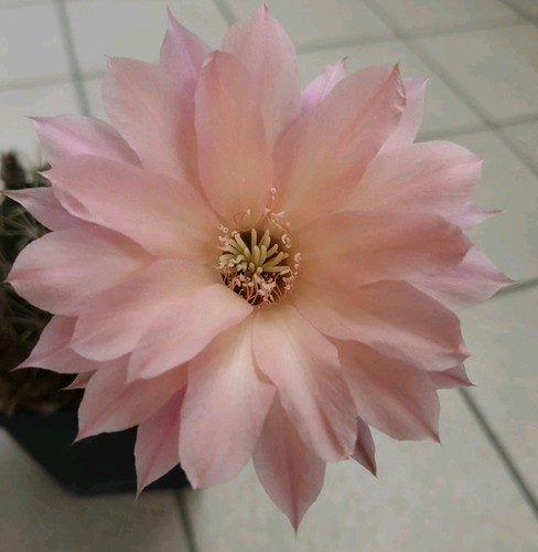 Cactus echinopsis al20 - echinopsis, al20-e04-v05