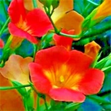 20 SEMI DI VITE TROMBA MADAME