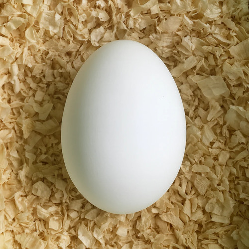 Uovo finto gallina in - gallina,