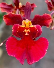 Oncidium Tolumnia Double Red Select fiorita orchidea orchidee