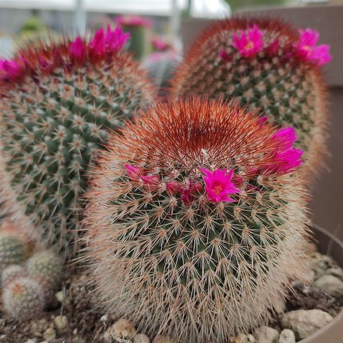 Mammillaria spinosissima - spinosissima, f