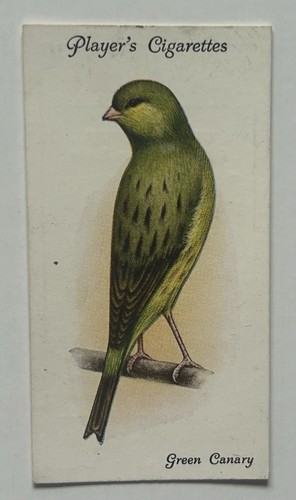 Giocatore aviaria uccellini - giocatore,
