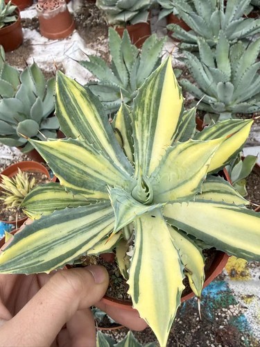 Pianta agave cactus - pianta, di