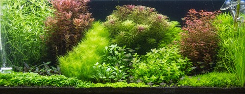 Tropica layout 105 set di - tropica,