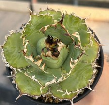 Vendita Raro Cactus Agave