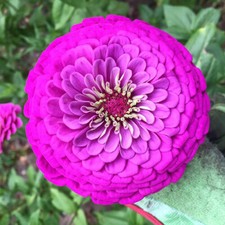 Purple Prince Zinnia Seeds |