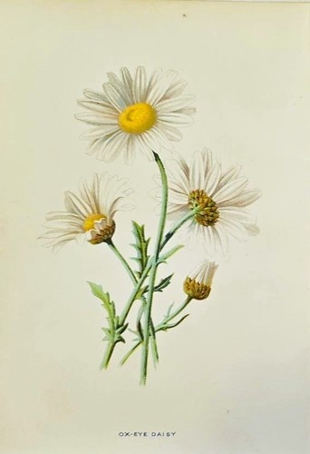 1890 margherita antica - margherita,