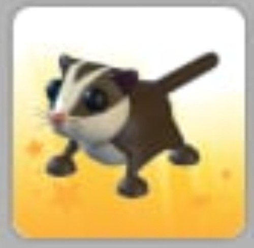 Sugar glider adopt - glider, |