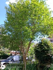 Melograno Punica Granatum