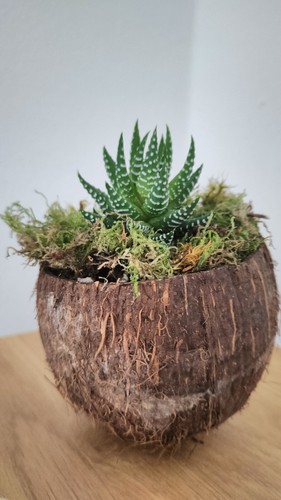 Pianta kokedama - pianta, di