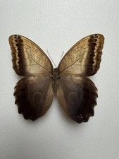 Farfalla tropicale Caligo