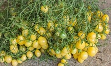 Pomodoro Tempete de Sable -