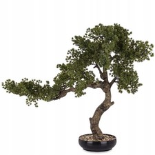 Grande albero bonsai