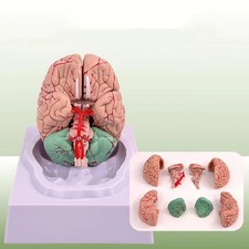 Anatomia modello area