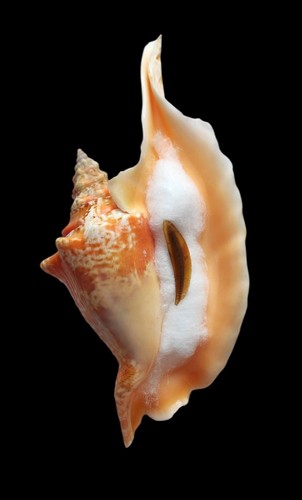 Shell conchiglia strombus - shell,