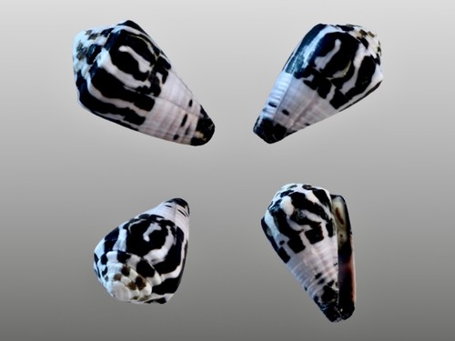 Conidae conus ebraeus - conus, ebraeus,