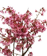 Ciliegio ornamentale Prunus