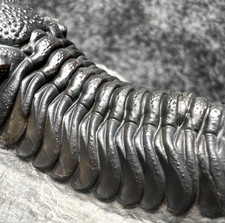 Maroccops sp. Fossile di