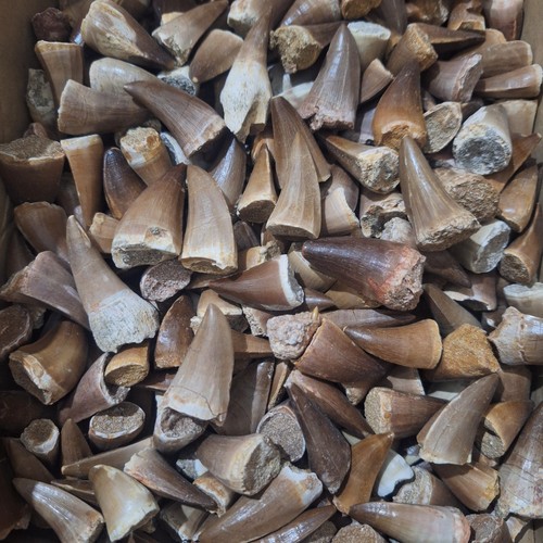 220 pezzi denti mosasauro - 220,