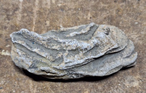 Unico bellissimo corallo