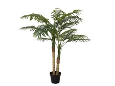 EUROPALMS Palma di Areca