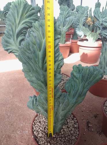 Mirtillocactus geometrizans - mirtillocactus,