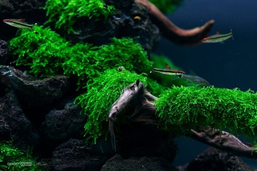 Muschio java per acquario - muschio,