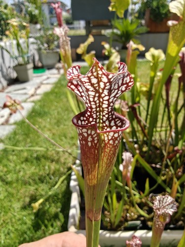 Sarracenia leah wilkerson - 'leah, wilkerson'