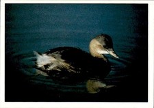 figurina Uccelli ed.Panini