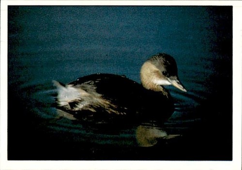 Figurina uccelli panini - uccelli, ed.panini