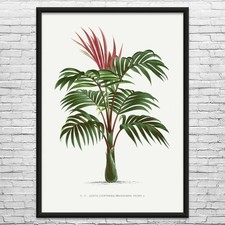 Poster stampa arte - , botanica