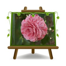 Camelia Japonica Rosa Giuseppe