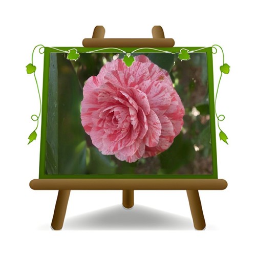 Camelia japonica rosa giuseppe - camelia,