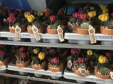 Piante Grasse Colorate 