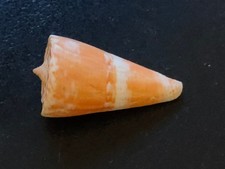 Conchiglia Shell CONUS