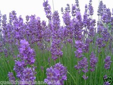 5000SEMI DI LAVANDA